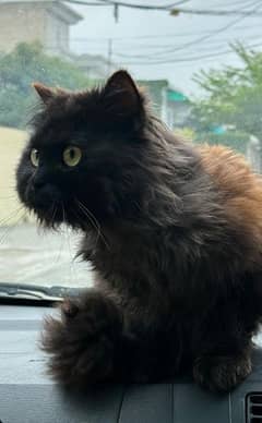 Beautiful Persian Cat for Sale