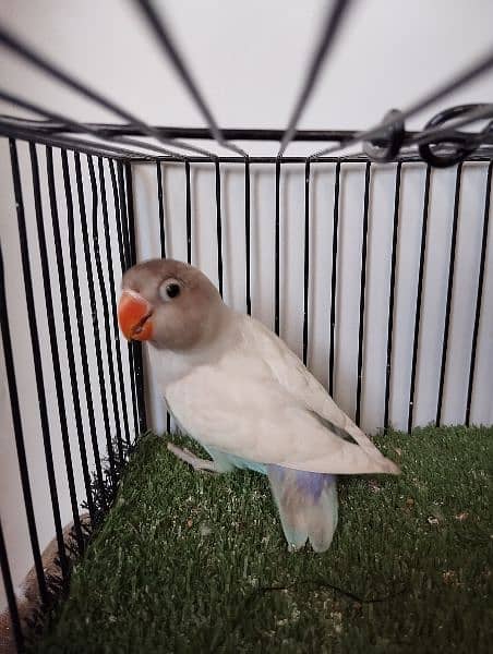 Quality size blue pastel lovebird love parrot fisher personata 1