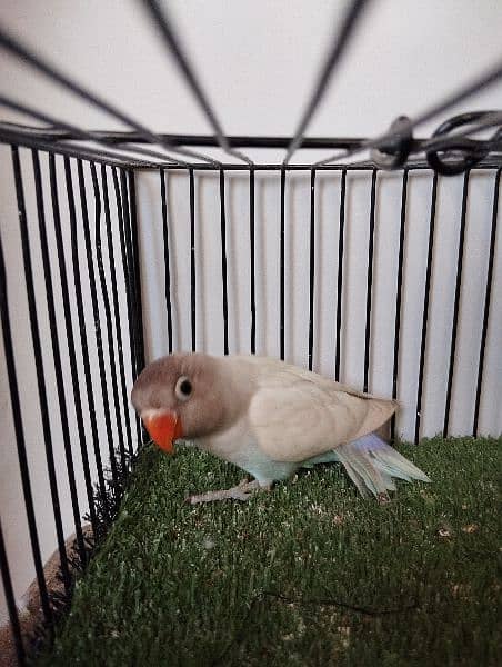 Quality size blue pastel lovebird love parrot fisher personata 2