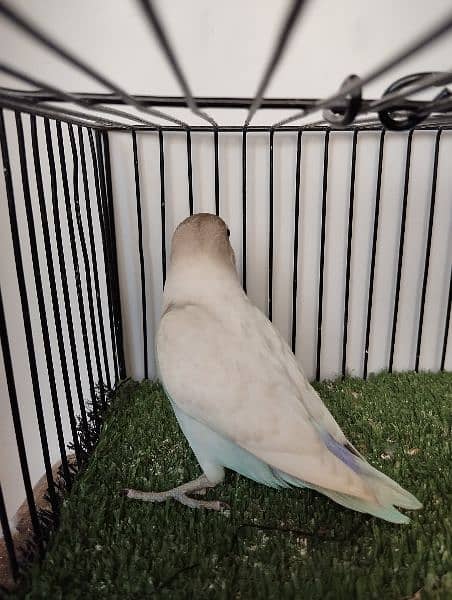 Quality size blue pastel lovebird love parrot fisher personata 3