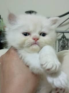 Persian kittens looks new home 0