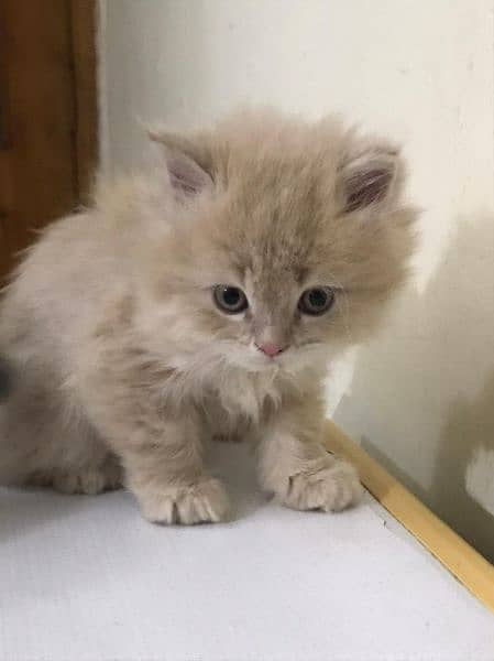 Persian kittens looks new home 1