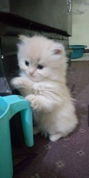 Persian kittens looks new home 2
