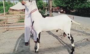 Rajanpur bakra argent for sale Whatsapp on 0327,9583582