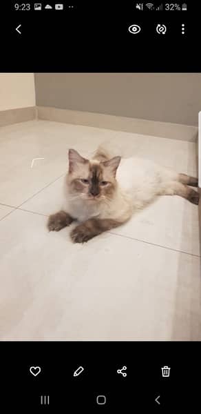 Himalayan Male Cat for sale 1 year old 1