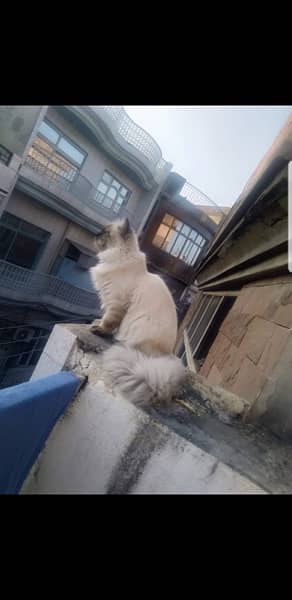 Himalayan Male Cat for sale 1 year old 2