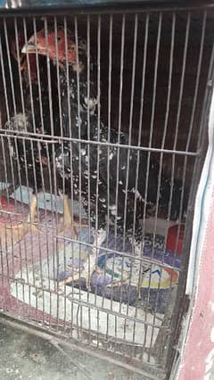 mrgyan for sale 3500 and cage for sale