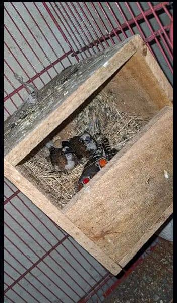Finches for sale || Gouldian Finch || Goldian Finch ready to breed 4