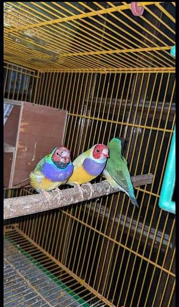 Finches for sale || Gouldian Finch || Goldian Finch ready to breed 1