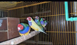 Finches for sale || Gouldian Finch || Goldian Finch ready to breed 0