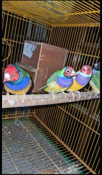 Finches for sale || Gouldian Finch || Goldian Finch ready to breed 2