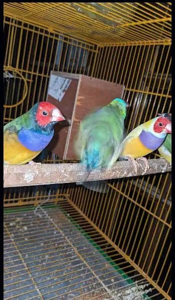 Finches for sale || Gouldian Finch || Goldian Finch ready to breed 3