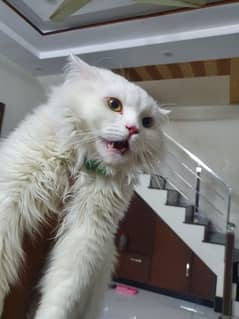 Ood Eyes Persian Male Cat