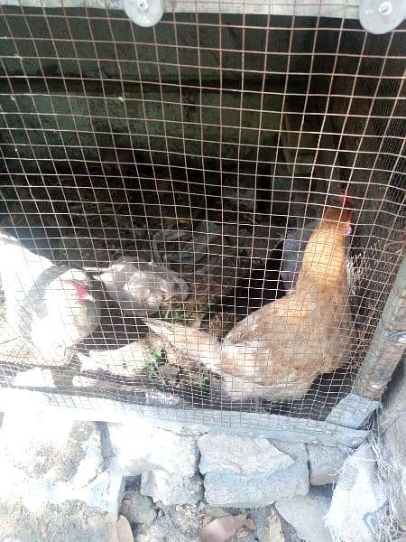dasi hen fr sale healthy and active egg laying hens 1