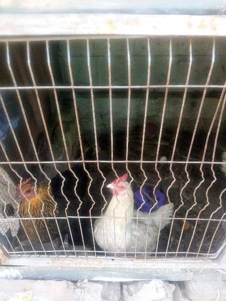 dasi hen fr sale healthy and active egg laying hens 2