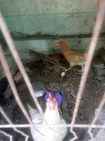 dasi hen fr sale healthy and active egg laying hens 4