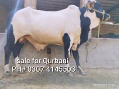 Sale for qubani
