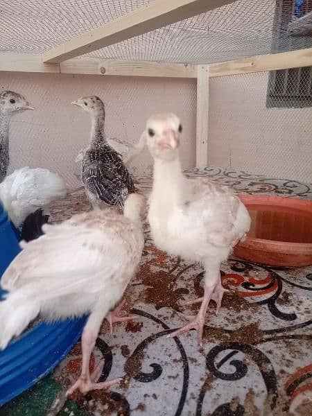 Turkey Chicks 1