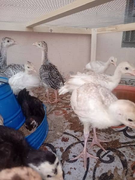 Turkey Chicks 2