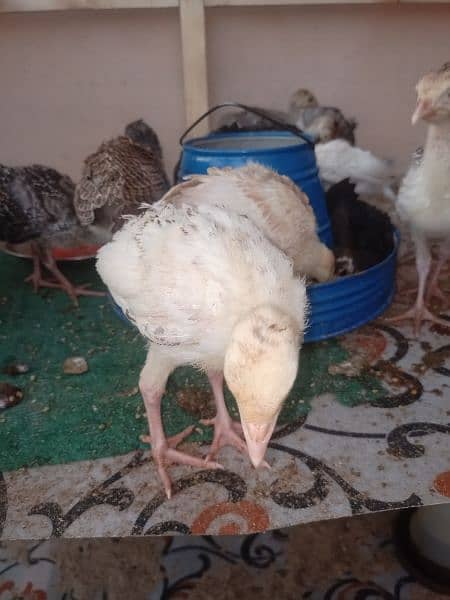 Turkey Chicks 4