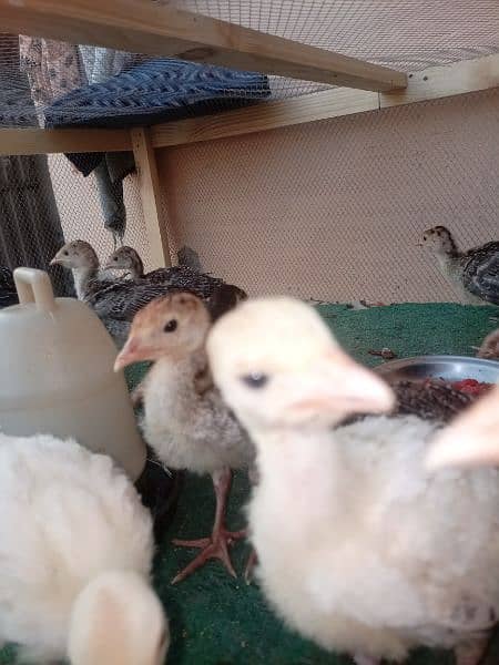 Turkey Chicks 5