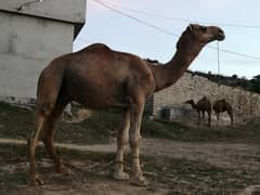 camel for sell for Qurbani /contact whatsapp 03275242446