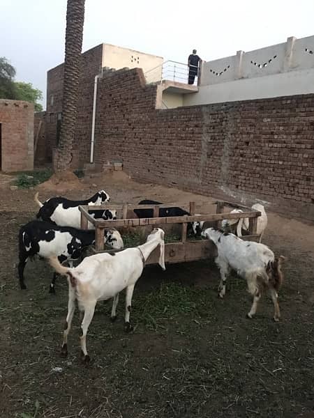 5 pregnant Goats near too delivery 12