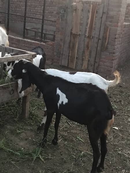 5 pregnant Goats near too delivery 13