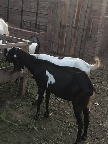 5 pregnant Goats near too delivery 14