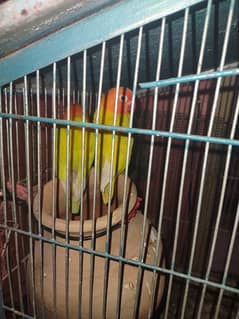 birds for sale with cage 0
