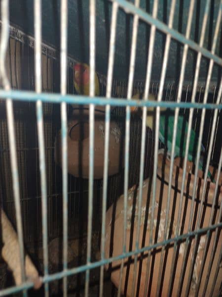 birds for sale with cage 1