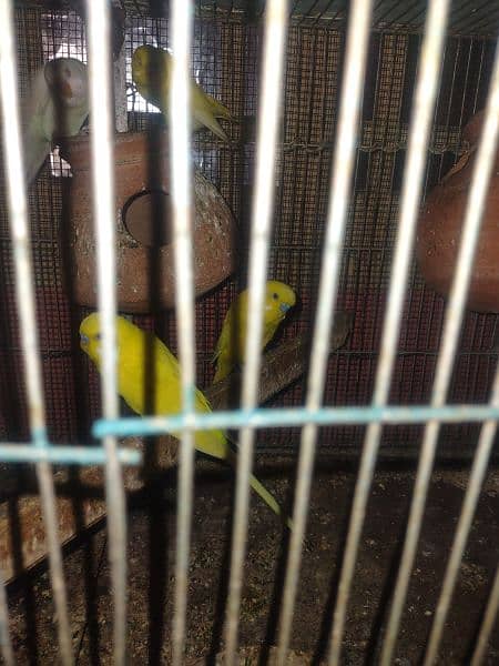 birds for sale with cage 3