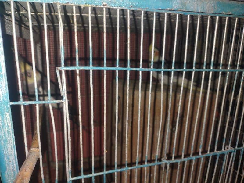 birds for sale with cage 6