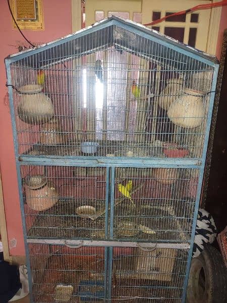 birds for sale with cage 8