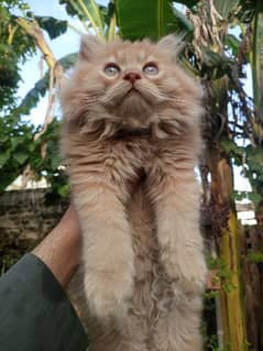 Persian  Tripple Coat Kitten For Sale