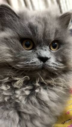 Persian cats pair for sale 0