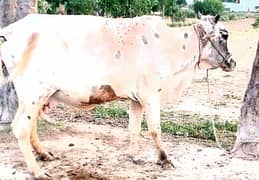Cows for sale in Attock contact fast for buy 0