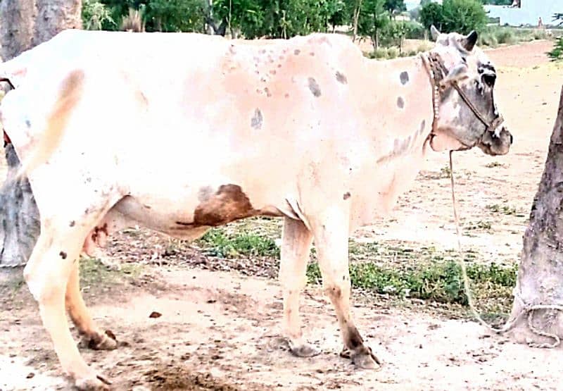 Cows for sale in Attock contact fast for buy 03125173572 1