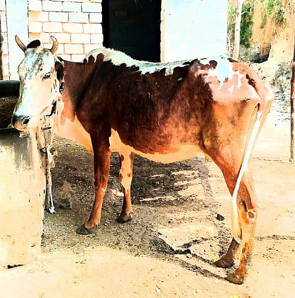 Cows for sale in Attock contact fast for buy 1