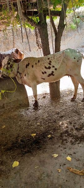 Cows for sale in Attock contact fast for buy 2