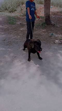 black lebra dog