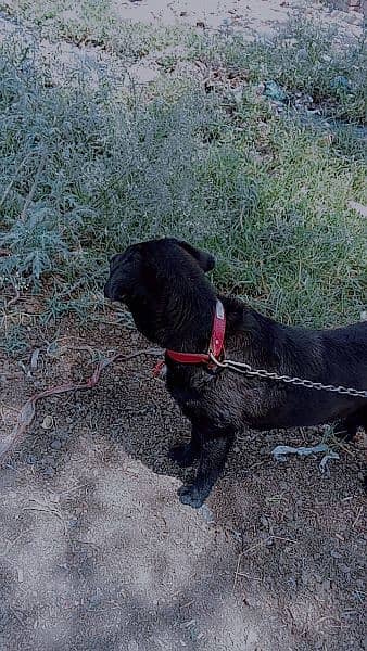 black lebra dog 1