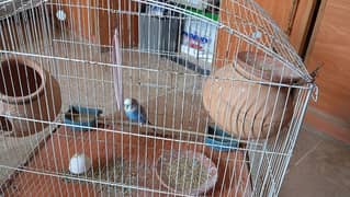 Australian parrot male for sale with cage 0