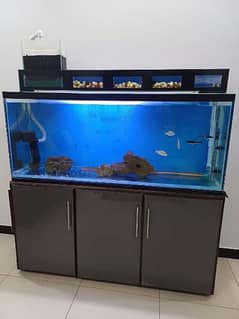 5ft long Aquarium