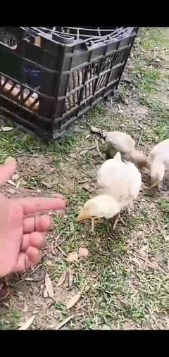 heera aseel chicks