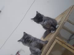 Persian Cat Pair | Kitten Pair | Silver & Smokey