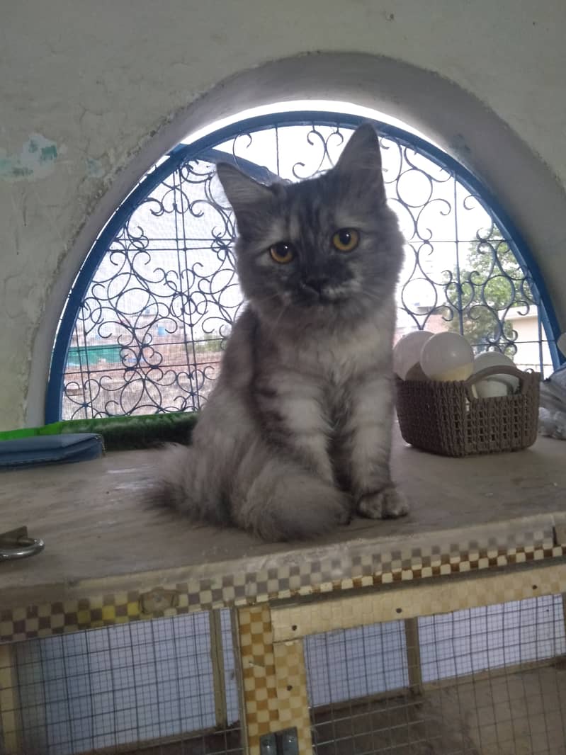 Persian Cat Pair | Kitten Pair | Silver & Smokey 1