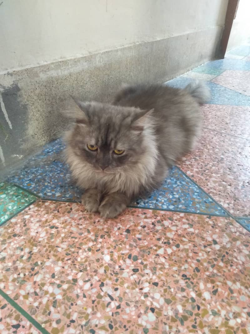 Persian Cat Pair | Kitten Pair | Silver & Smokey 2