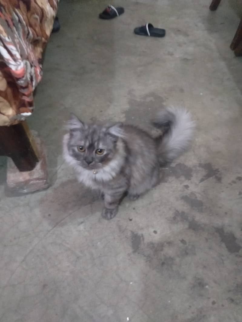 Persian Cat Pair | Kitten Pair | Silver & Smokey 3