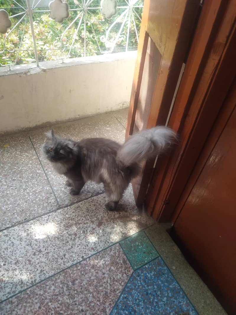 Persian Cat Pair | Kitten Pair | Silver & Smokey 5